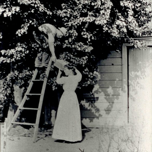 Workers picking fruit on the estate.